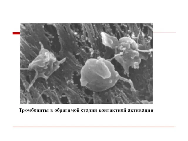Тромбоциты в обратимой стадии контактной активации