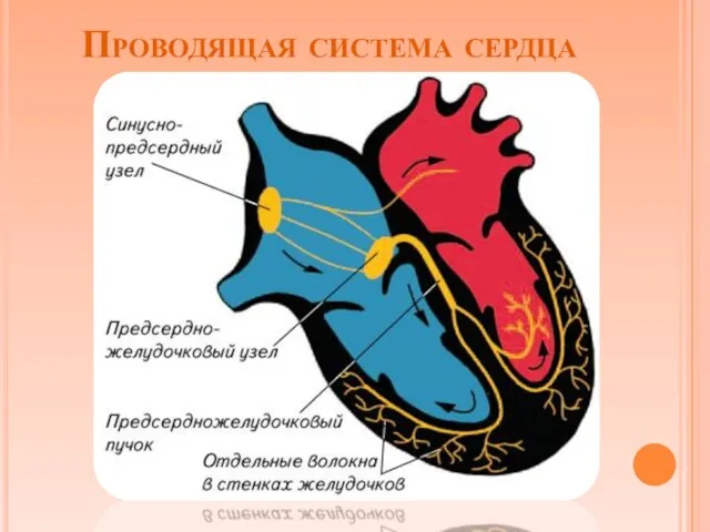 Проводящая система сердца