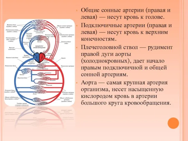 Общие сонные артерии (правая и левая) — несут кровь к голове. Подключичные