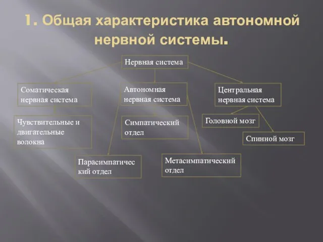 1. Общая характеристика автономной нервной системы. Нервная система Автономная нервная система Центральная