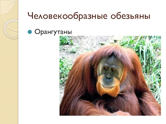 Человекообразные обезьяны Орангутаны