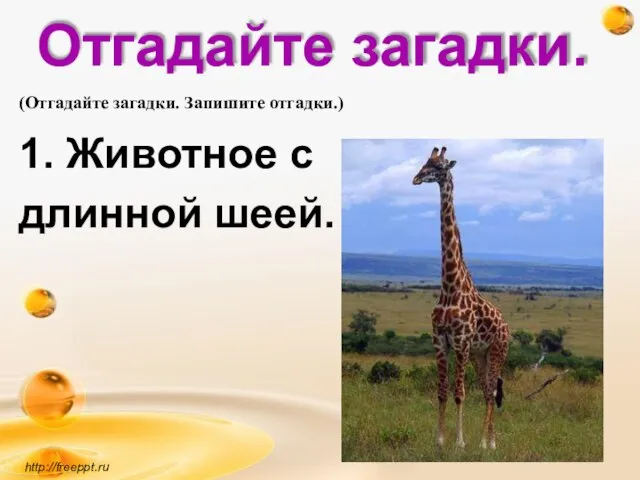 Отгадайте загадки. 1. Животное с длинной шеей. http://freeppt.ru (Отгадайте загадки. Запишите отгадки.)