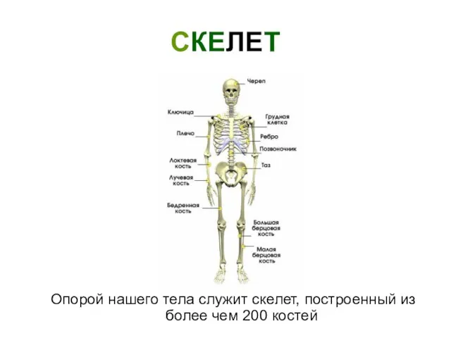 СКЕЛЕТ Опорой нашего тела служит скелет, построенный из более чем 200 костей