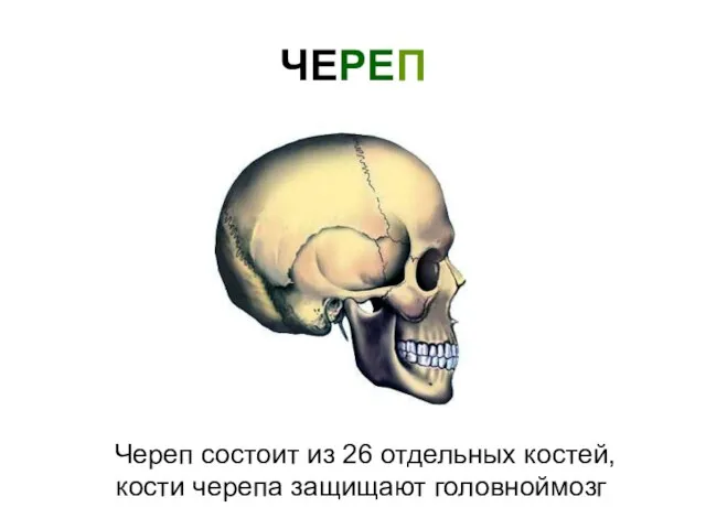 ЧЕРЕП Череп состоит из 26 отдельных костей, кости черепа защищают головноймозг