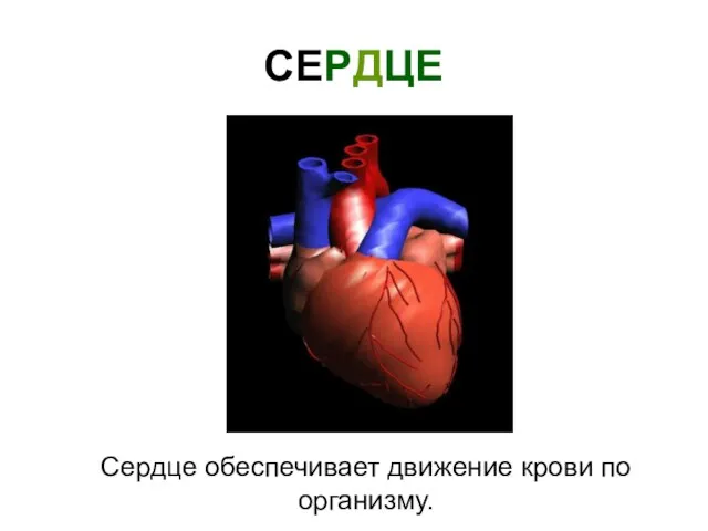 СЕРДЦЕ Сердце обеспечивает движение крови по организму.