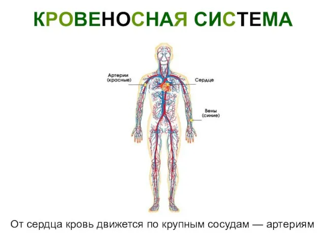 КРОВЕНОСНАЯ СИСТЕМА От сердца кровь движется по крупным сосудам — артериям