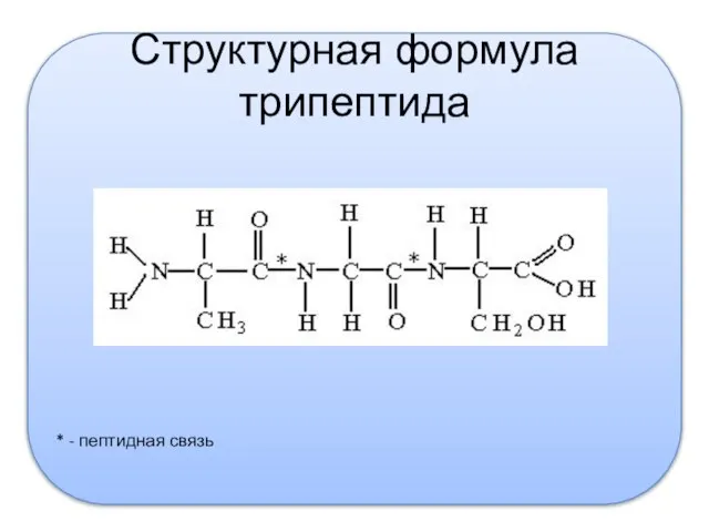 Структурная формула трипептида * - пептидная связь