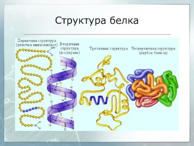 Структура белка