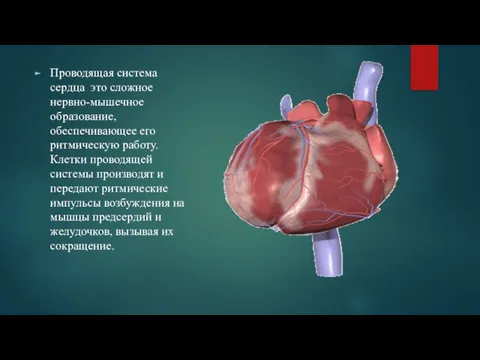 Проводящая система сердца это сложное нервно-мышечное образование, обеспечивающее его ритмическую работу. Клетки