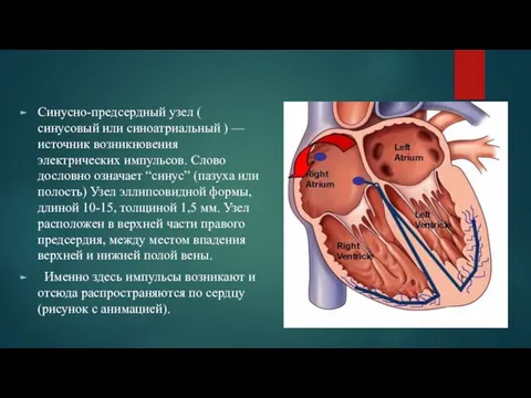Синусно-предсердный узел ( синусовый или синоатриальный ) — источник возникновения электрических импульсов.