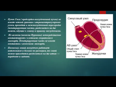 Пучок Гиса ( предсердно-желудочковый пучок) не имеет четкой границы с атриовентрикулярным узлом,