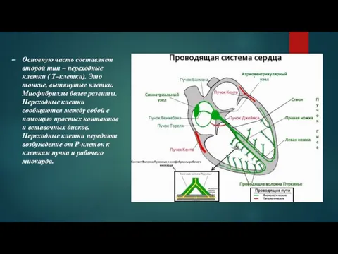 Основную часть составляет второй тип – переходные клетки ( Т–клетки). Это тонкие,