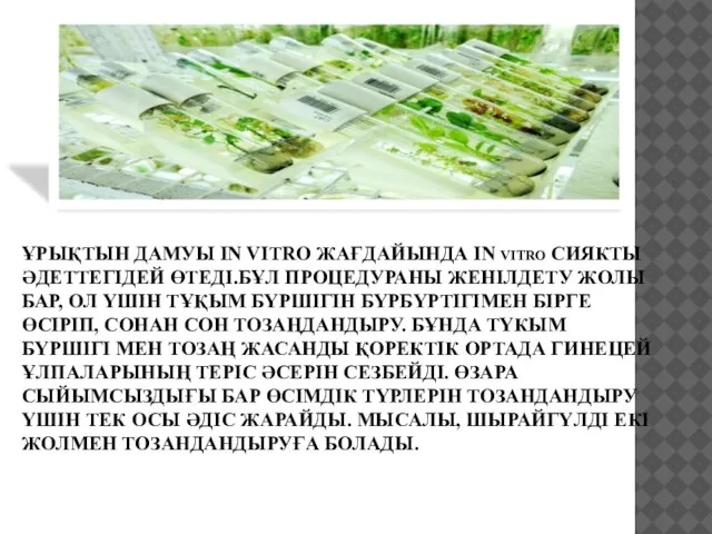 ҰРЫҚТЫН ДАМУЫ ІN VITRO ЖАҒДАЙЫНДА ІN vitro СИЯКТЫ ӘДЕТТЕГІДЕЙ ӨТЕДІ.БҰЛ ПРОЦЕДУРАНЫ ЖЕНІЛДЕТУ