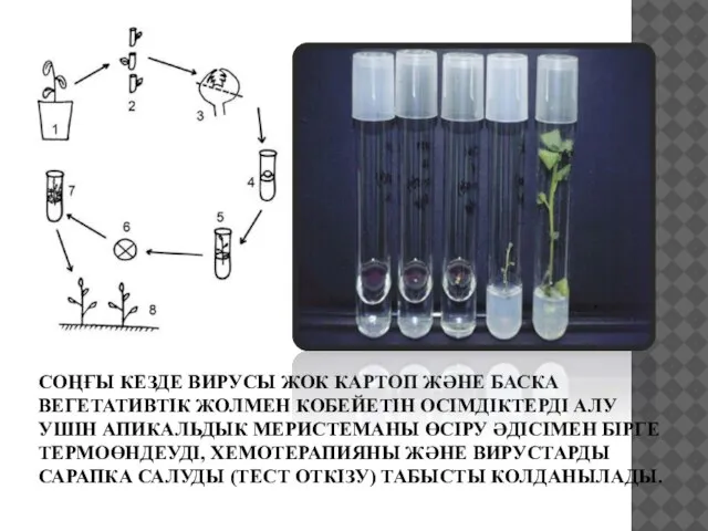 СОҢҒЫ КЕЗДЕ ВИРУСЫ ЖОК КАРТОП ЖӘНЕ БАСКА ВЕГЕТАТИВТІК ЖОЛМЕН КОБЕЙЕТІН ОСІМДІКТЕРДІ АЛУ