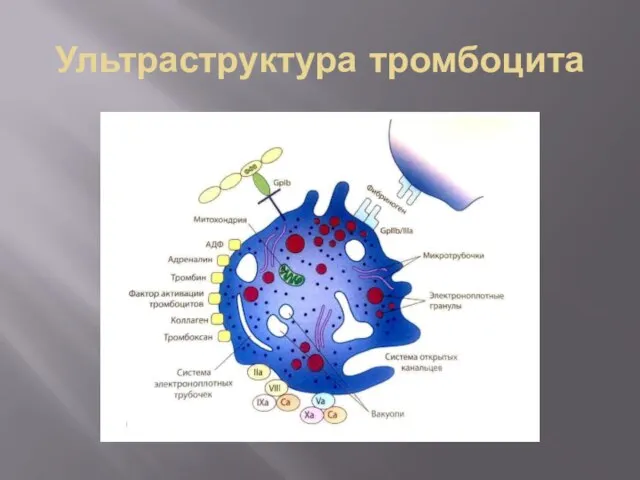 Ультраструктура тромбоцита