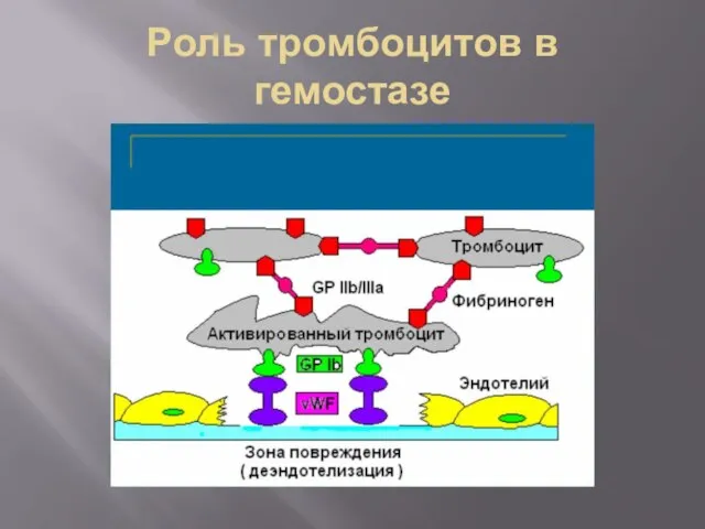 Роль тромбоцитов в гемостазе