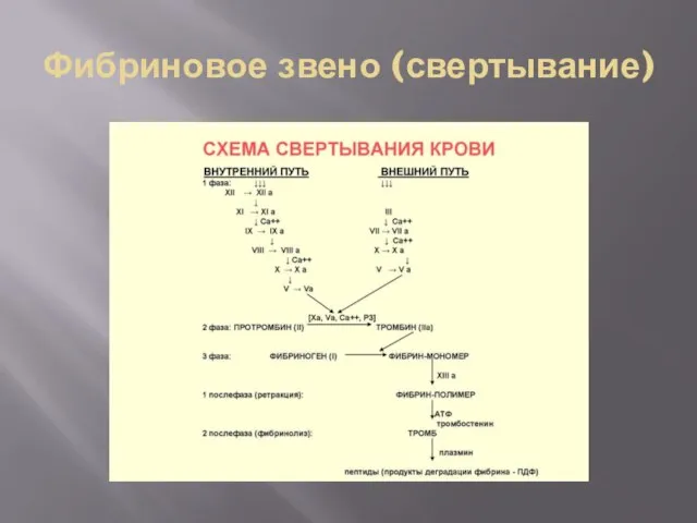 Фибриновое звено (свертывание)