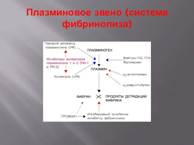 Плазминовое звено (система фибринолиза)