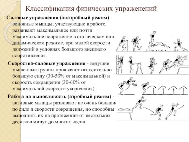 Классификация физических упраженений Cиловые упражнения (анаэробный режим) - основные мышцы, участвующие в