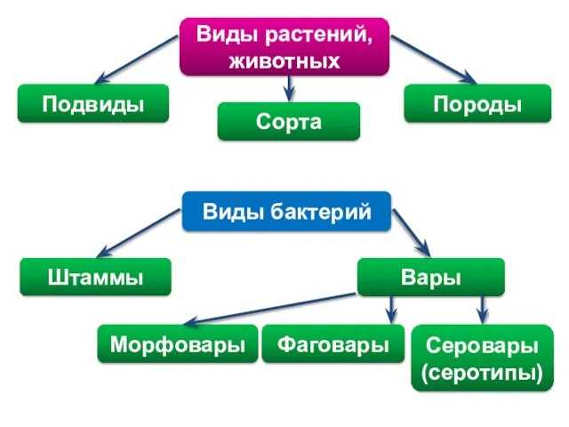 Виды растений, животных Виды бактерий