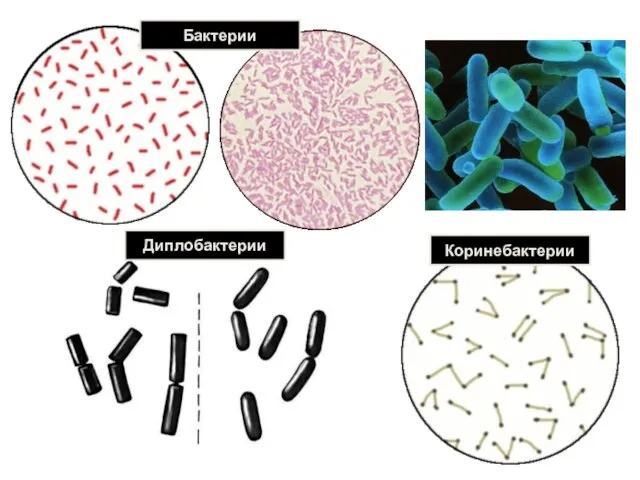 Бактерии Коринебактерии Диплобактерии