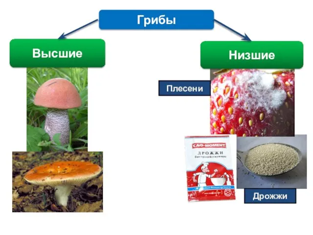 Грибы Плесени Дрожжи