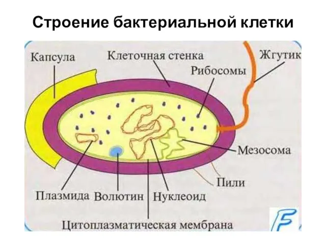 Строение бактериальной клетки