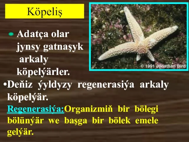 Köpeliş Adatça olar jynsy gatnaşyk arkaly köpelýärler. Deňiz ýyldyzy regenerasiýa arkaly köpelýär.