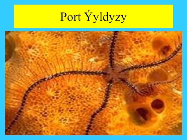 Port Ýyldyzy