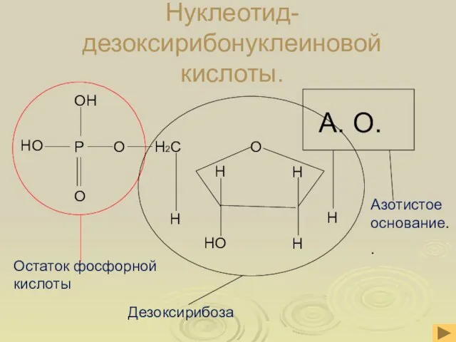 Нуклеотид- дезоксирибонуклеиновой кислоты.