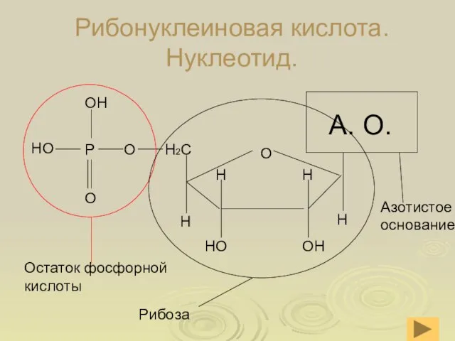 Рибонуклеиновая кислота. Нуклеотид.