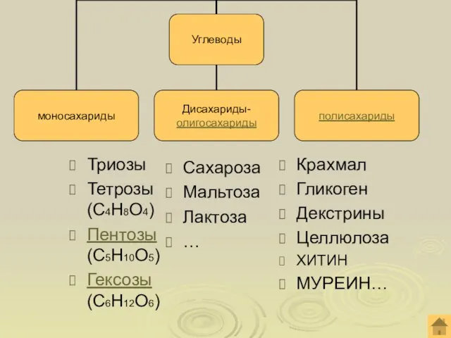 Триозы Тетрозы (С4Н8О4) Пентозы (С5Н10О5) Гексозы (С6Н12О6) Сахароза Мальтоза Лактоза … Крахмал