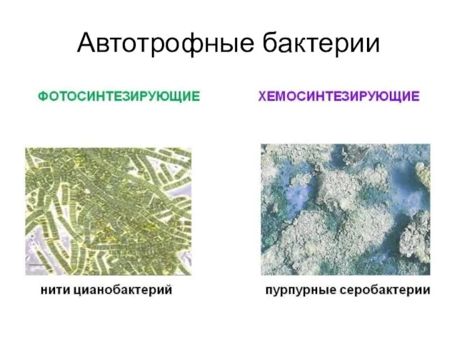 Автотрофные бактерии