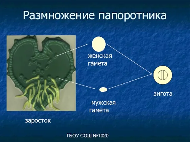 ГБОУ СОШ №1020 Размножение папоротника заросток мужская гамета женская гамета зигота