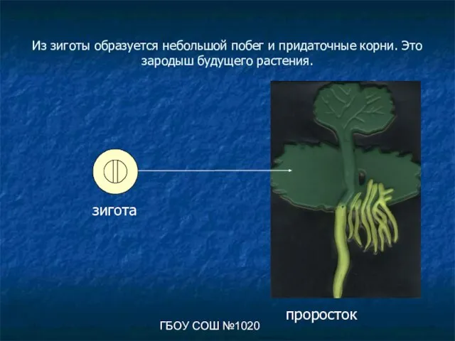 ГБОУ СОШ №1020 Из зиготы образуется небольшой побег и придаточные корни. Это