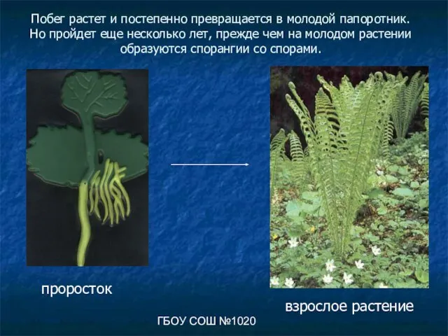 ГБОУ СОШ №1020 Побег растет и постепенно превращается в молодой папоротник. Но