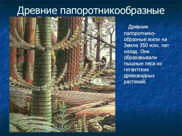 ГБОУ СОШ №1020 Древние папоротникообразные Древние папоротнико-образные жили на Земле 350 млн.