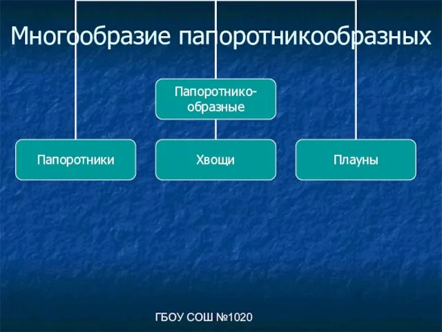 ГБОУ СОШ №1020 Многообразие папоротникообразных