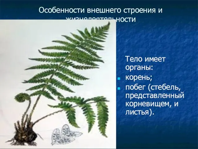 ГБОУ СОШ №1020 Особенности внешнего строения и жизнедеятельности Тело имеет органы: корень;