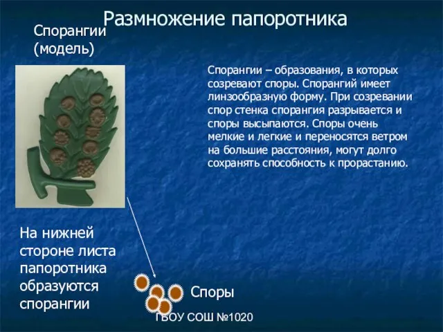 ГБОУ СОШ №1020 Размножение папоротника На нижней стороне листа папоротника образуются спорангии