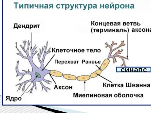 Нервная ткани синапс