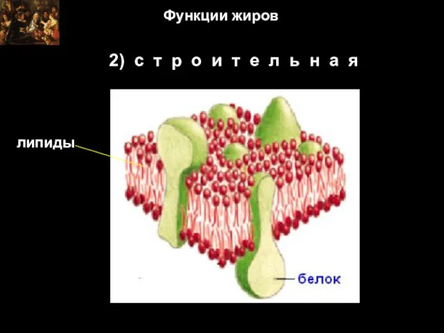 2) с т р о и т е л ь н а я Функции жиров липиды