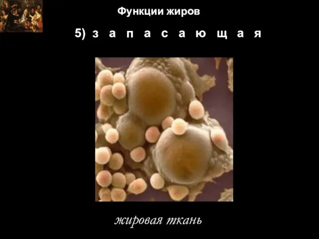 5) з а п а с а ю щ а я жировая ткань Функции жиров