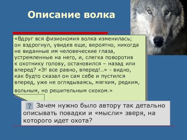 Описание волка «Вдруг вся физиономия волка изменилась; он вздрогнул, увидев еще, вероятно,