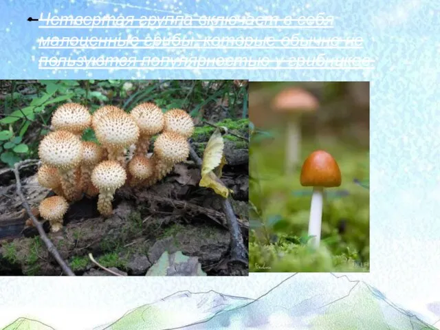 Четвертая группа включает в себя малоценные грибы, которые обычно не пользуются популярностью у грибников.
