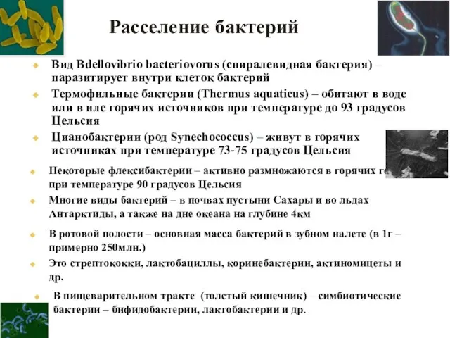 Расселение бактерий Вид Bdellovibrio bacteriovorus (спиралевидная бактерия) – паразитирует внутри клеток бактерий