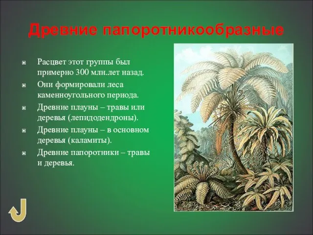 Древние папоротникообразные Расцвет этот группы был примерно 300 млн.лет назад. Они формировали