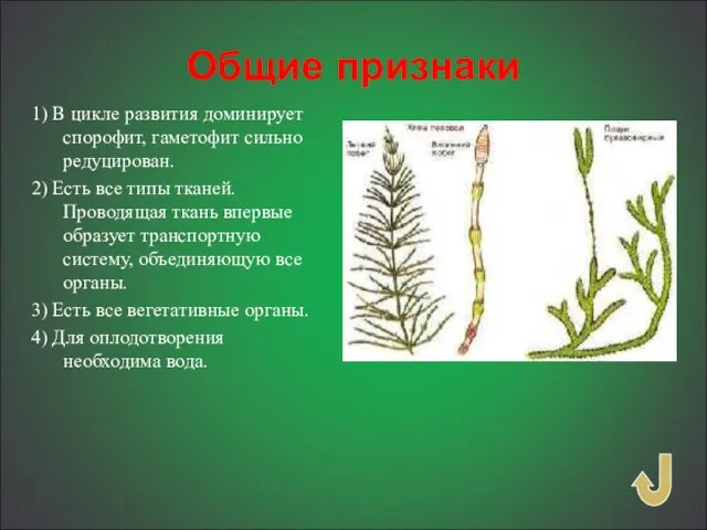 Общие признаки 1) В цикле развития доминирует спорофит, гаметофит сильно редуцирован. 2)