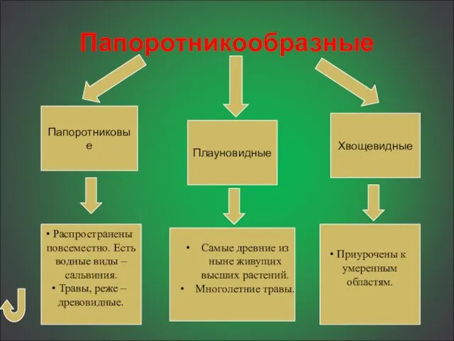 Папоротникообразные Папоротниковые Плауновидные Хвощевидные Распространены повсеместно. Есть водные виды – сальвиния. Травы,