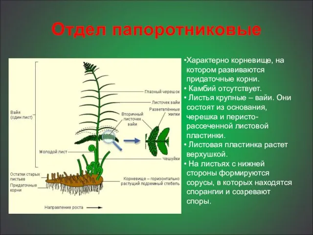 Характерно корневище, на котором развиваются придаточные корни. Камбий отсутствует. Листья крупные –